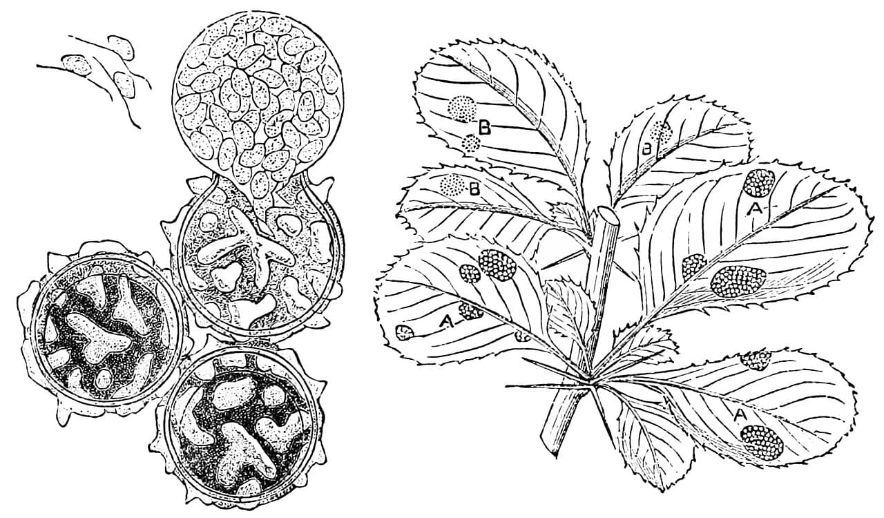 Imagine pentru Putregaiul alb: PSM V26 D634 Spores of white mold and barberry leaves with cluster cups