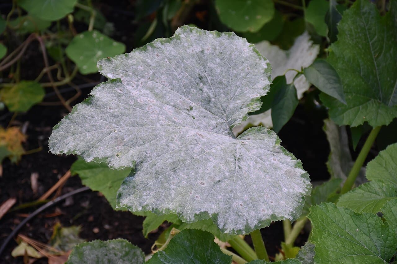 Imagine pentru Fainare La Castraveti Cornichon: Powdery mildew 9