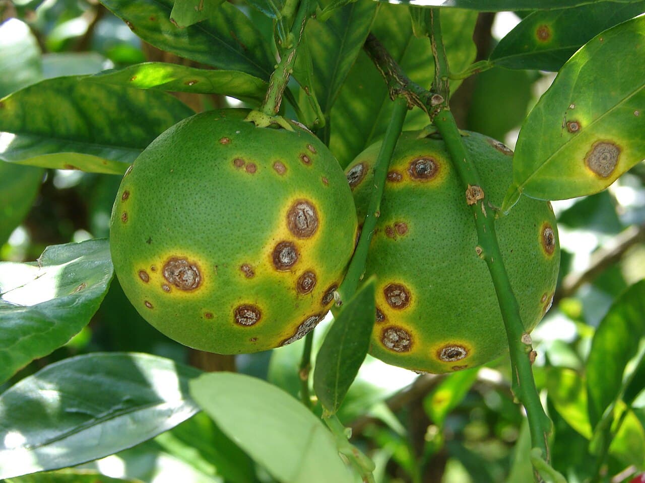 Imagine pentru Cancerul bacterian: Citrus Canker (49949888707)