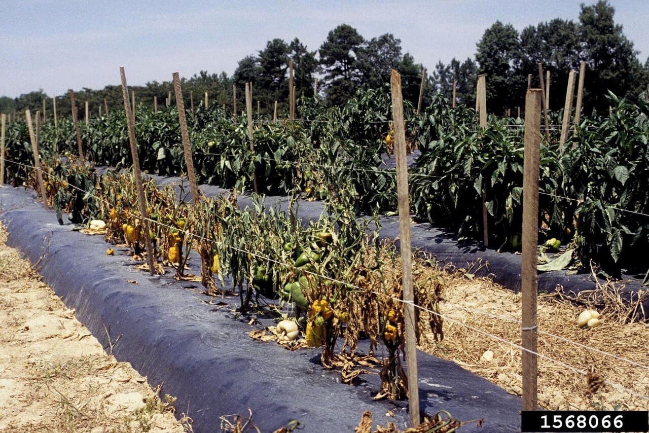 Ardei iute: imagine de referinta asociata cu Mană la ardei iute. Imagine pentru Mana La Ardei Iute: Capsicum annuum with Phytophthora capsici