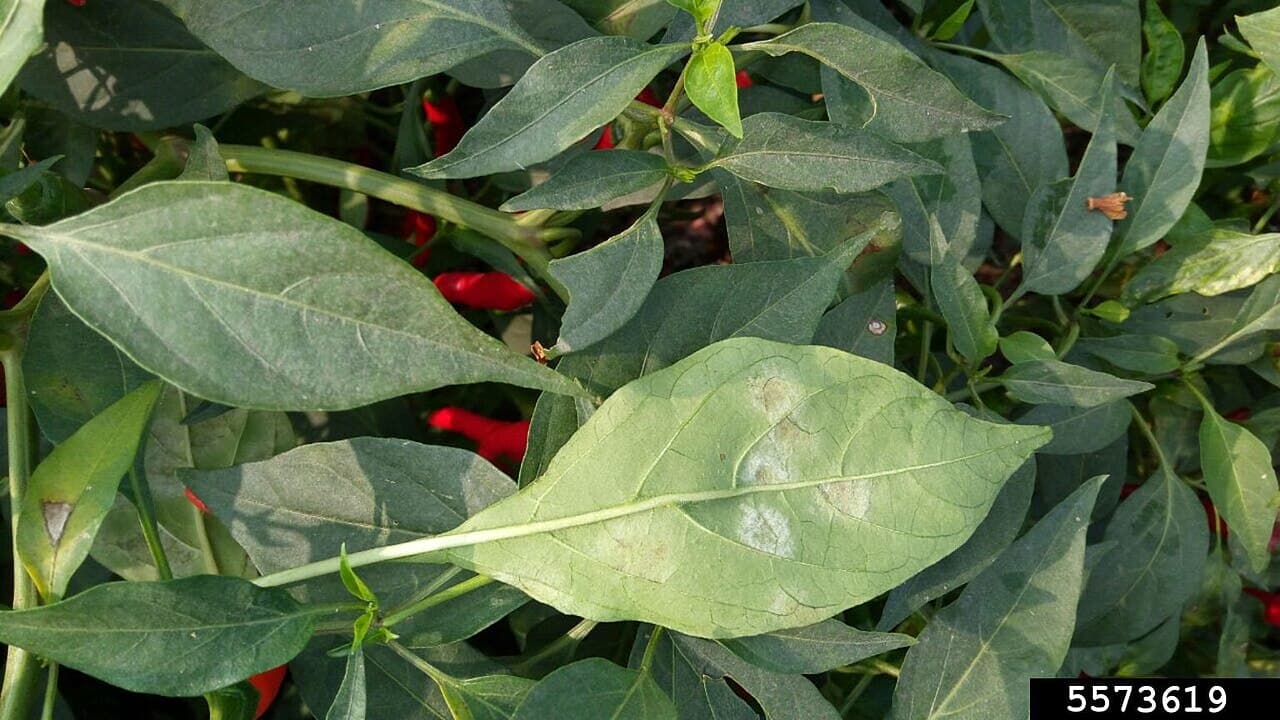 Imagine pentru Fainarea Ardeiului: 5573619-PPT-powdery mildew (Leveillula taurica)