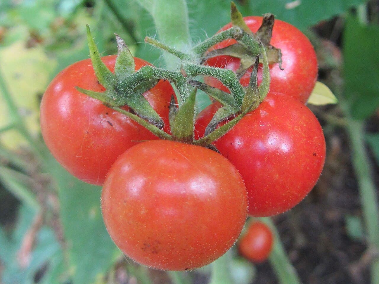 Imagine cu tomate coapte pentru ghidul AgroDex despre cultura tomatelor
