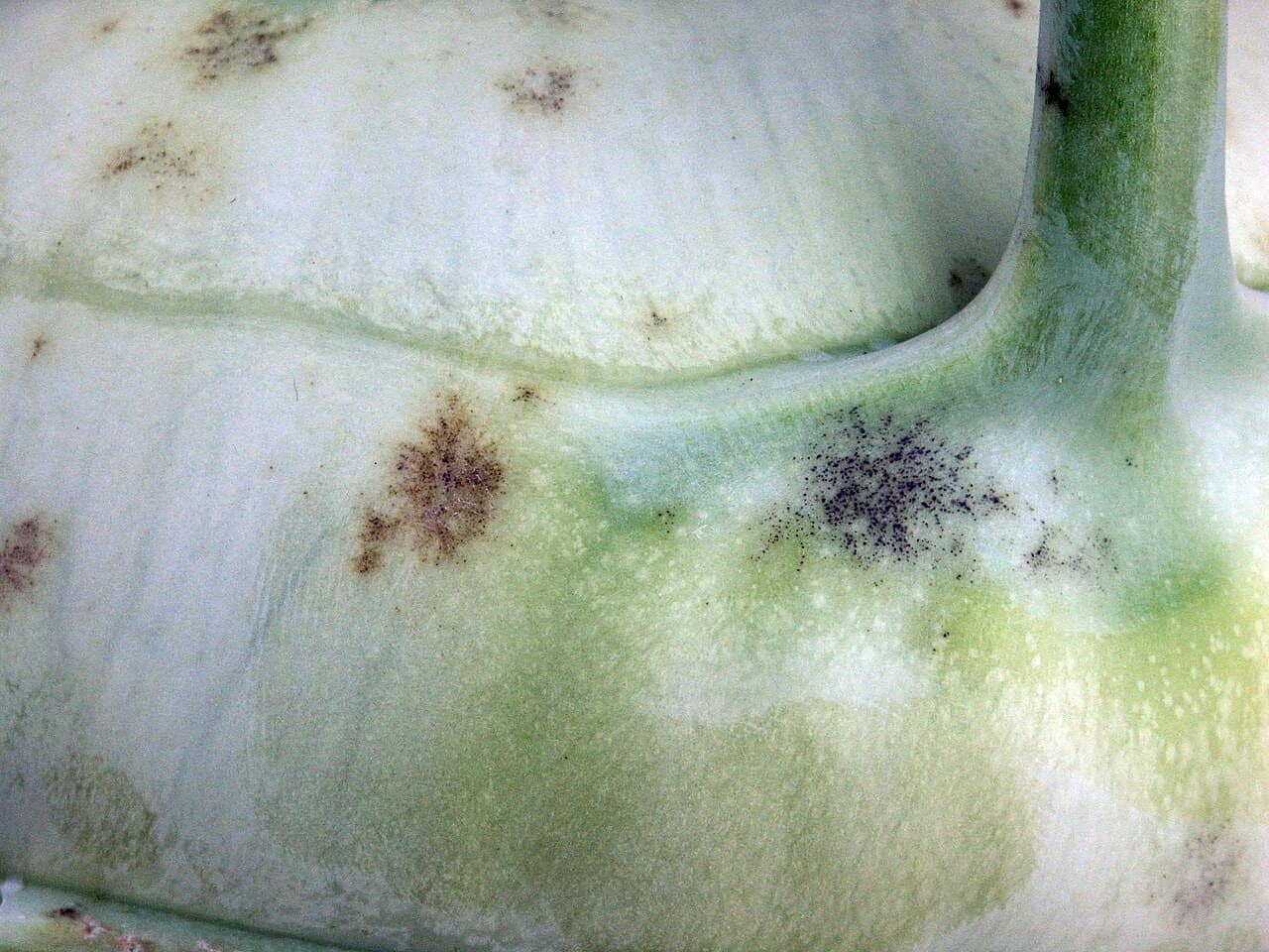 Fainare la conopida: powdery mildew on Brassica oleracea