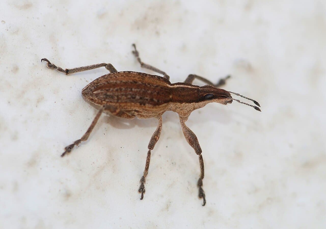 Imagine pentru Gărgărița mazării: Weevil November 2009-1