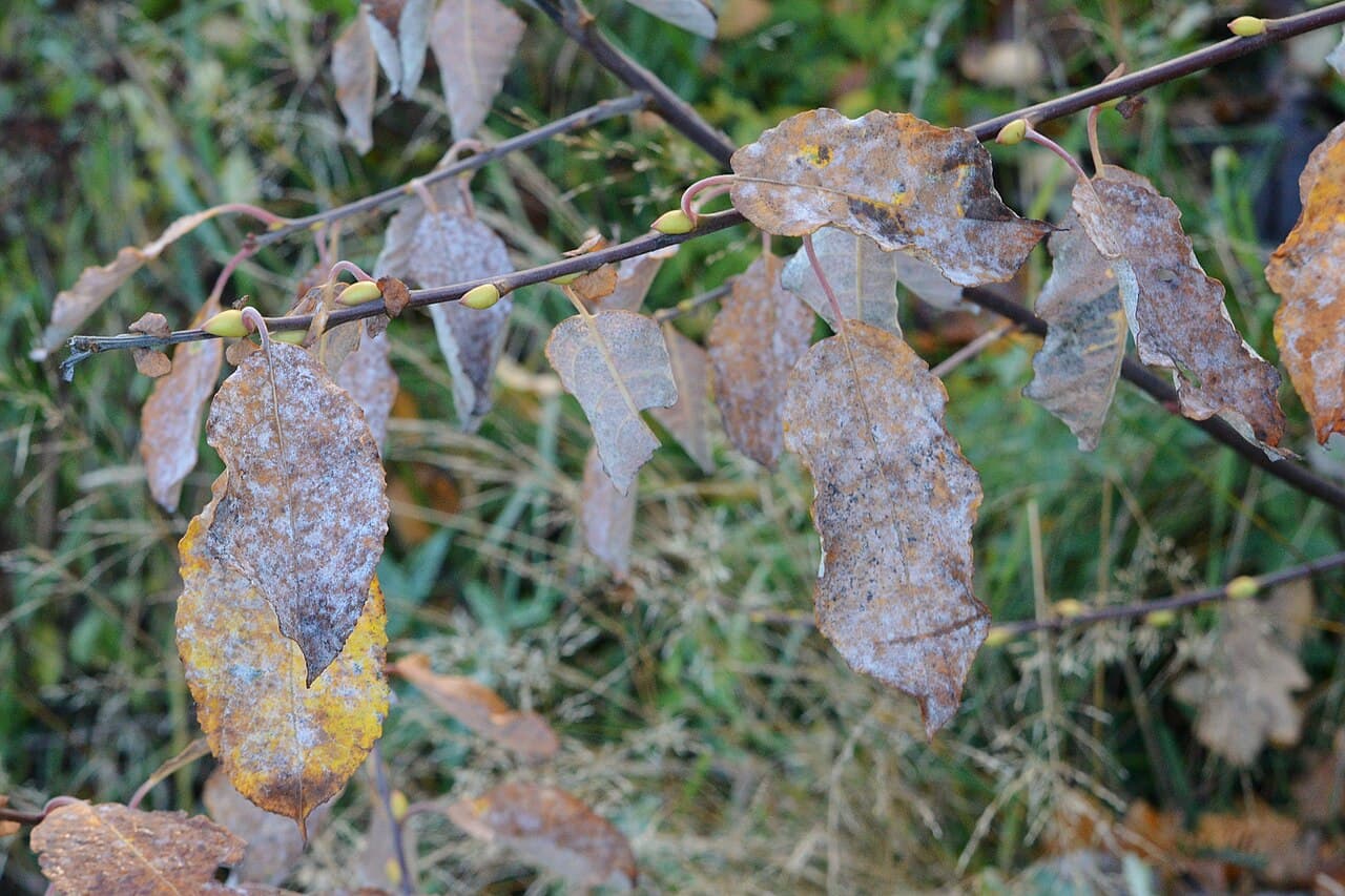 Imagine pentru fainare la salcie energetica: powdery mildew pe frunze de Salix sp., Bærum, Norway 2021-11-04