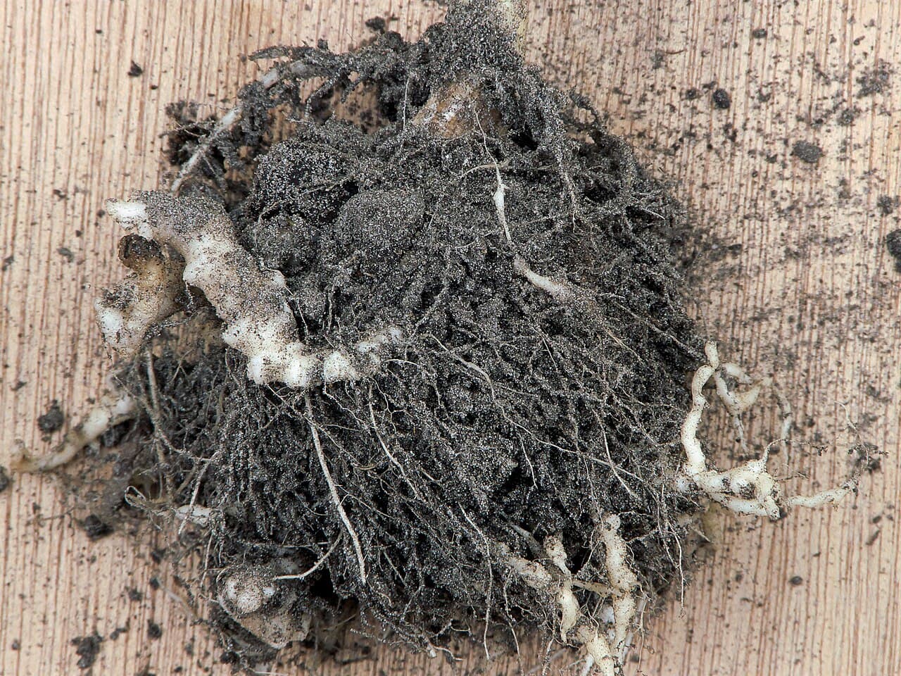 Hernia radacinilor la gulie: Plasmodiophora brassicae on cauliflower