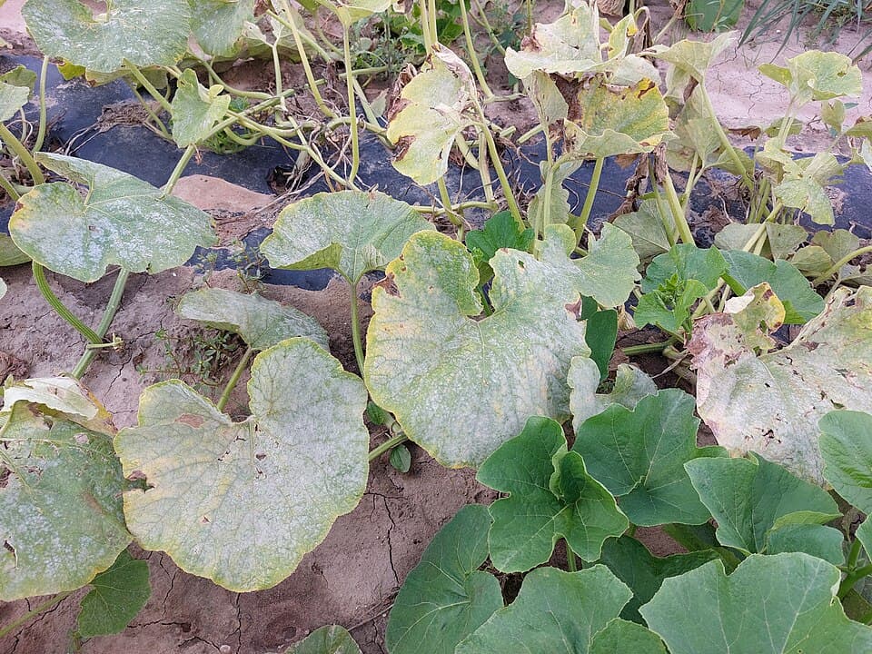 Dovleac plăcintar: imagine de referinta asociata cu Făinare la dovleac plăcintar: diagnostic, risc și management integrat. Fainare la dovleac placintar: powdery mildew on Cucurbita leaves in the field.