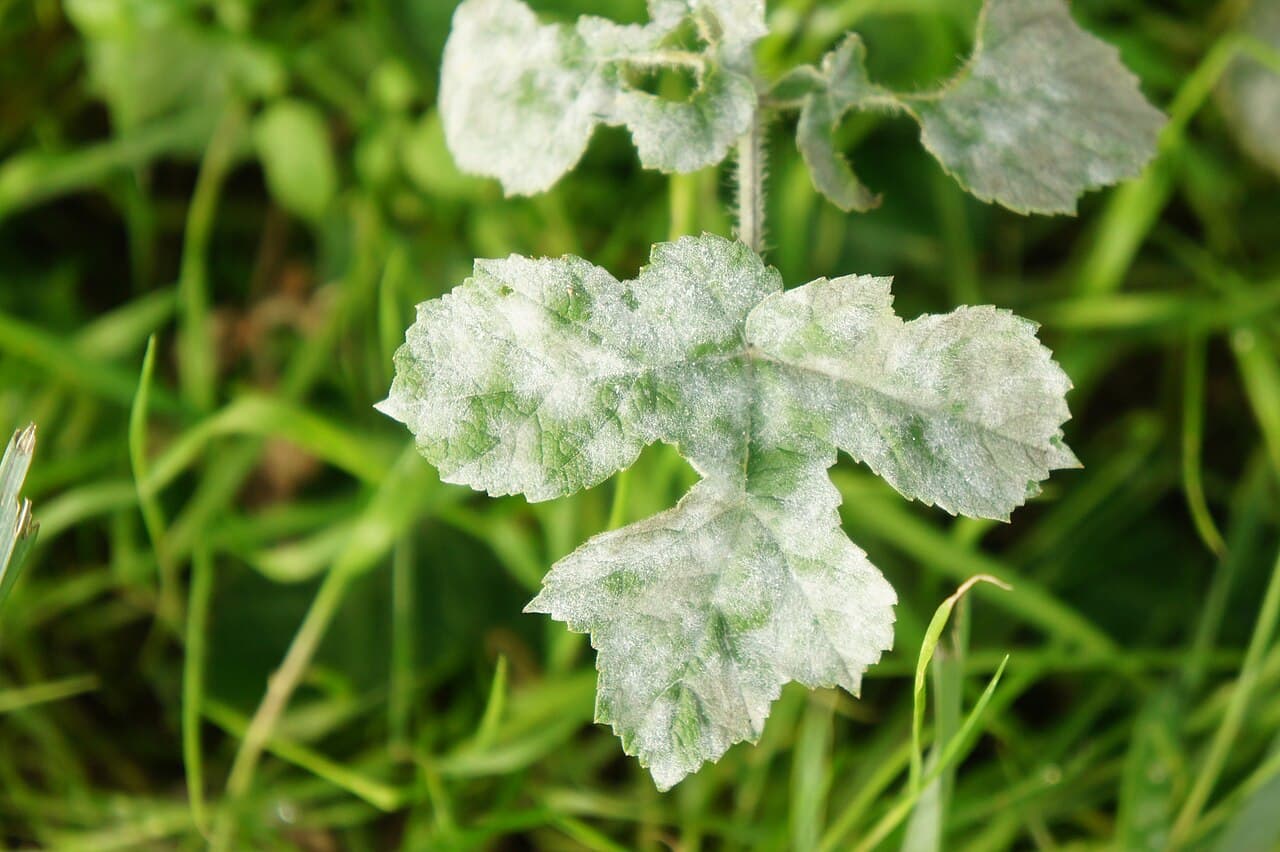 Păstârnac: imagine de referinta asociata cu Făinare la păstârnac. Fainare la pastarnac: Erysiphe heraclei on Apiaceae leaves