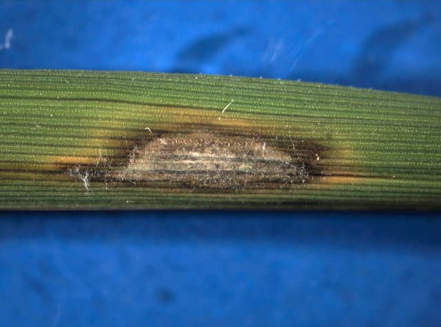 Leziune tipica de rice blast pe frunza de orez, inoculata cu Magnaporthe grisea.